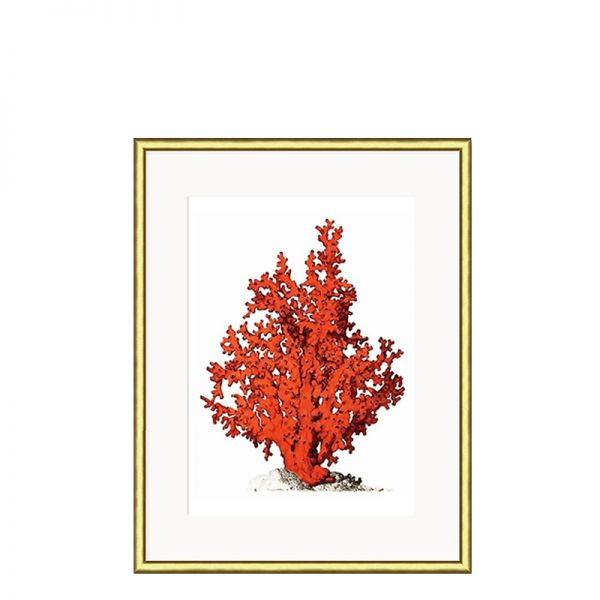 Grafika Red Coral w złotej ramie I 21x26cm