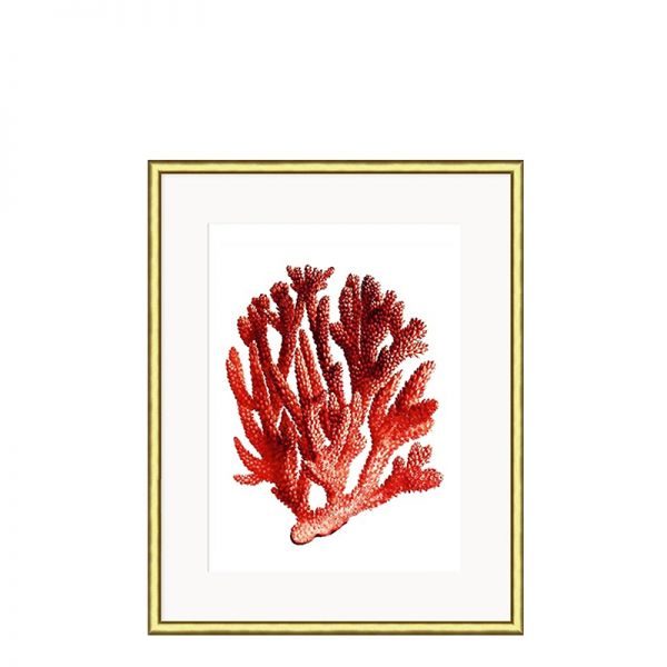 Grafika Red Coral w złotej ramie II 21x26cm