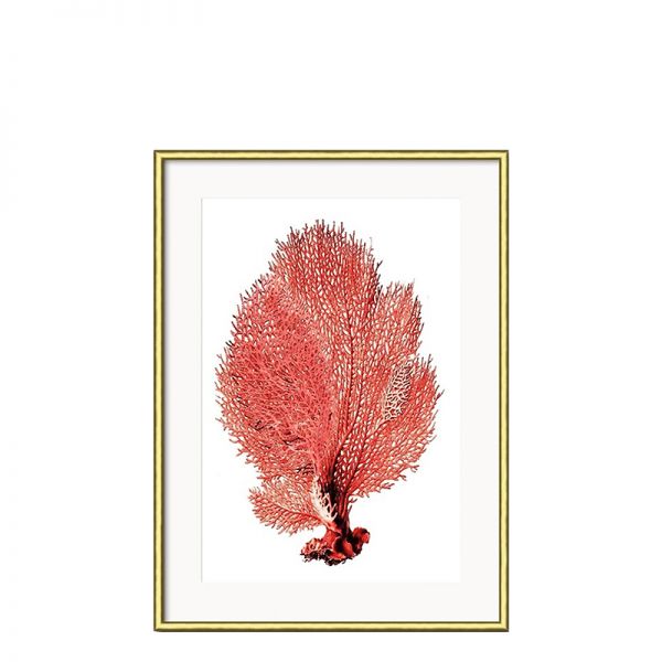Grafika Red Coral w złotej ramie III 31x41cm