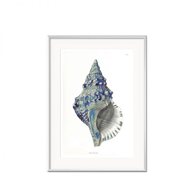 Grafika Niebieska Muszla w białej ramie  I 31x41cm
