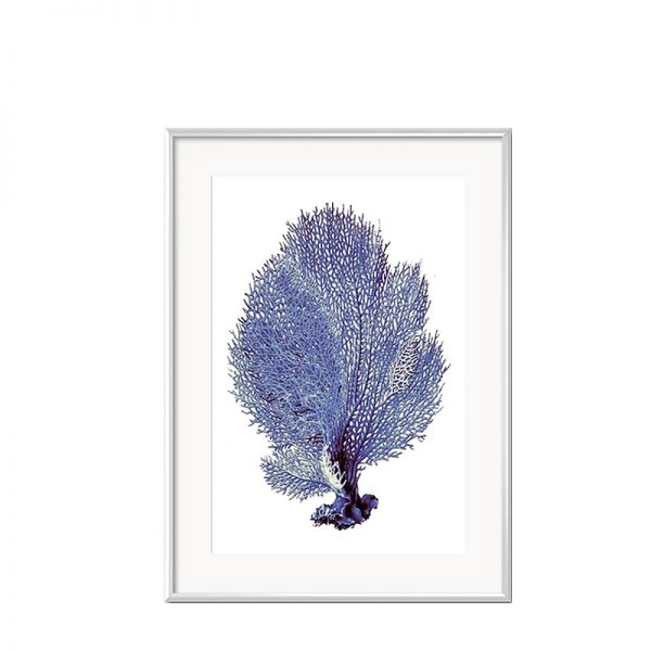 Grafika Blue Coral w białej ramie II 31x41cm