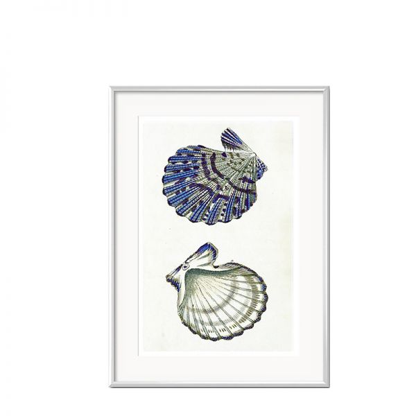 Grafika Niebieskie Muszle w białej ramie I 31x41cm
