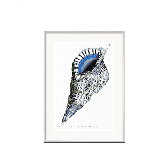 Grafika Niebieska Muszla w białej ramie II 31x41cm