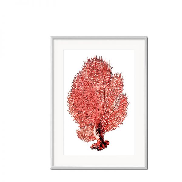 Grafika Red Coral w białej ramie I 31x41cm