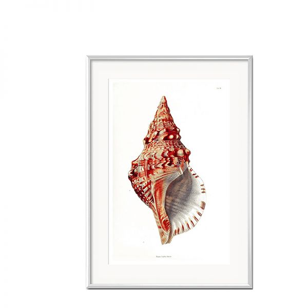 Grafika Czerwona Muszla w białej ramie I 31x41cm