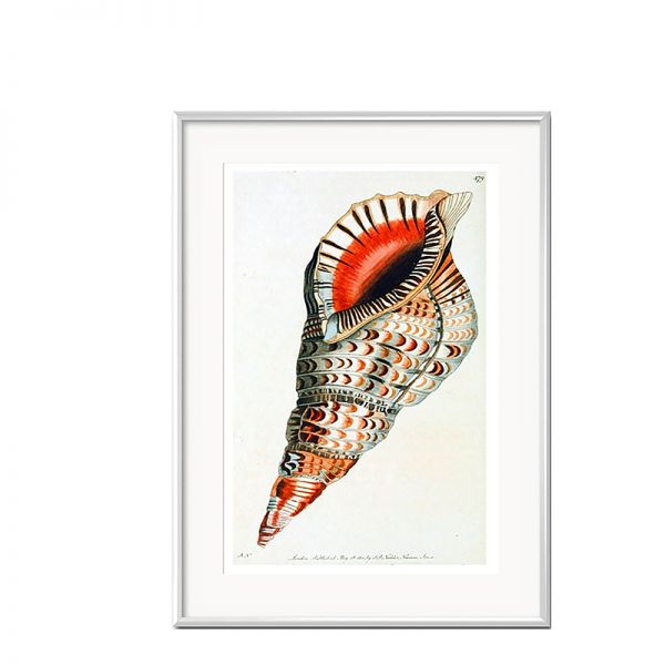 Grafika Czerwona Muszla w białej ramie II 31x41cm