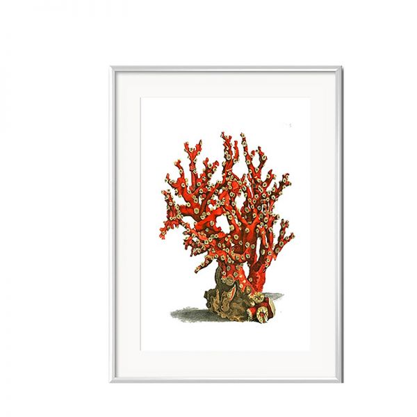 Grafika Red Coral w białej ramie II 31x41cm