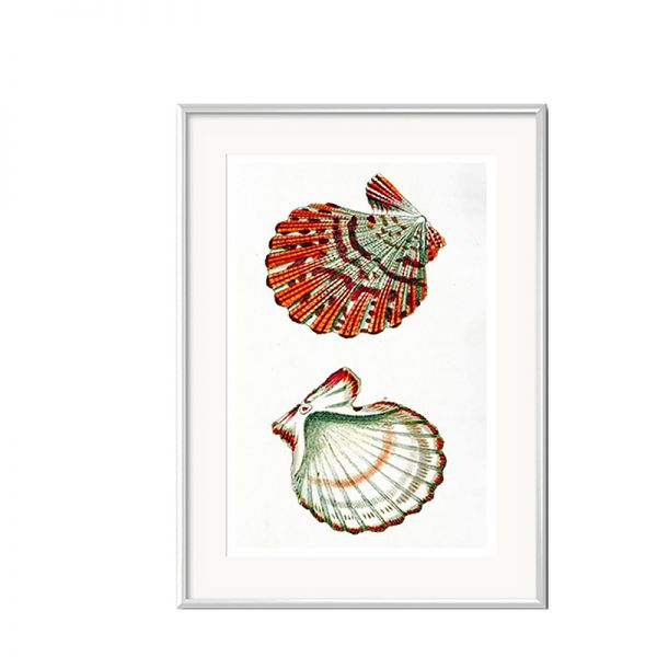 Grafika Czerwone Muszle w białej ramie 31x41cm