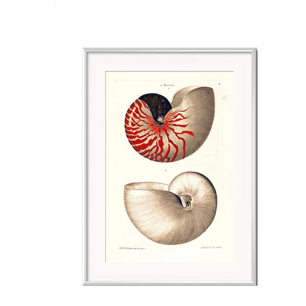 Grafika Czerwone Muszle w białej ramie II 31x41cm