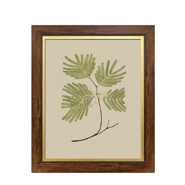 Grafika botaniczna III 52x62cm