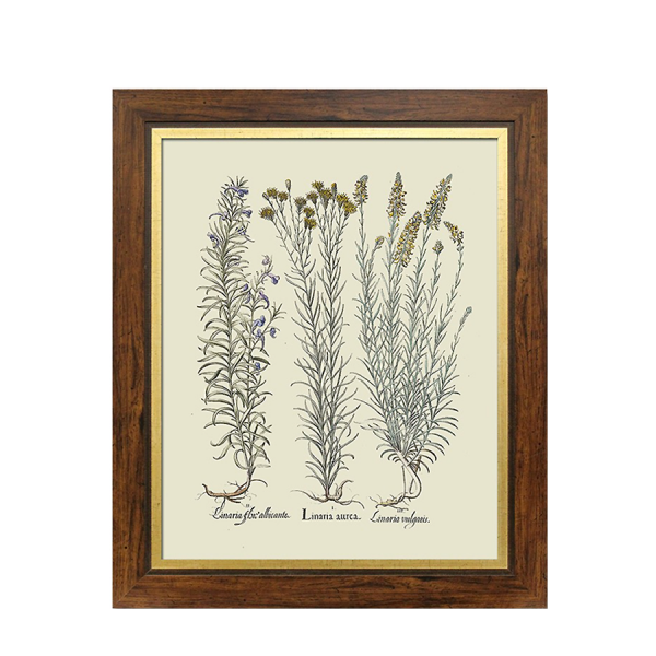 Grafika botaniczna IV 52x62cm