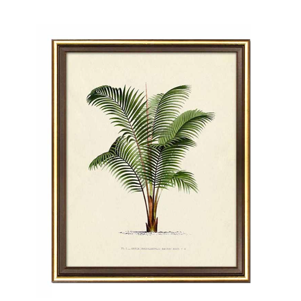 Grafika botaniczna VI 24x29cm