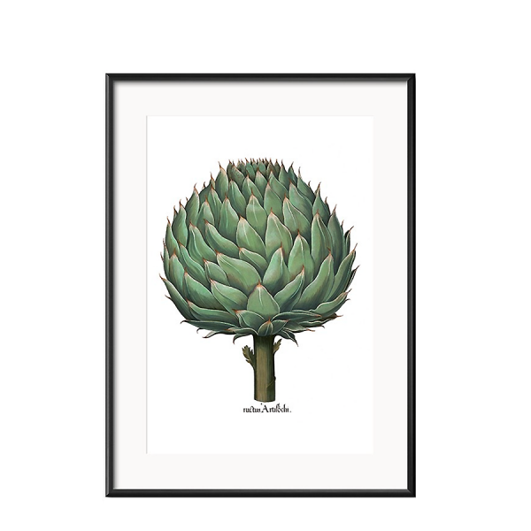 Grafika botaniczna VII karczoch w czarnej ramie 21x26cm