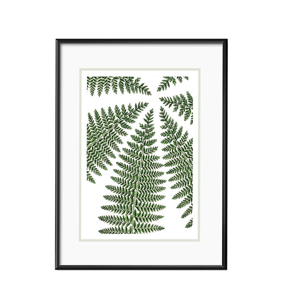 Grafika botaniczna VIII paprocie w czarnej ramie 21x26cm