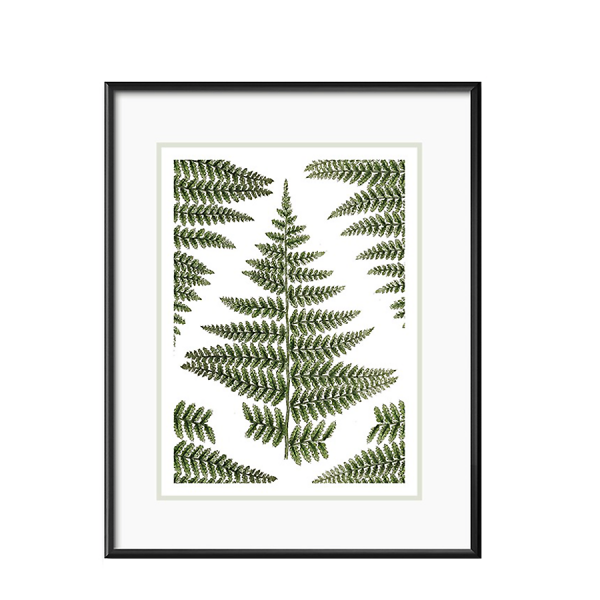 Grafika botaniczna IX paprocie w czarnej ramie 21x26cm